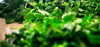 A Pesto Poem: The Pestoration
