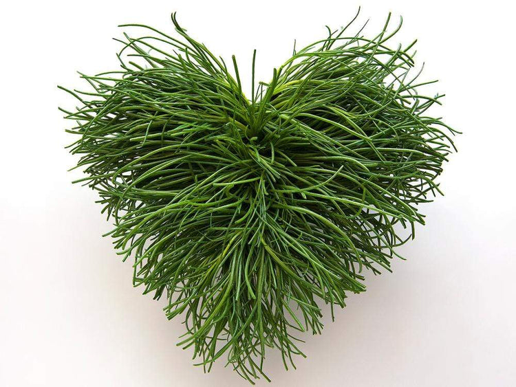 Seasonal delights - Agretti