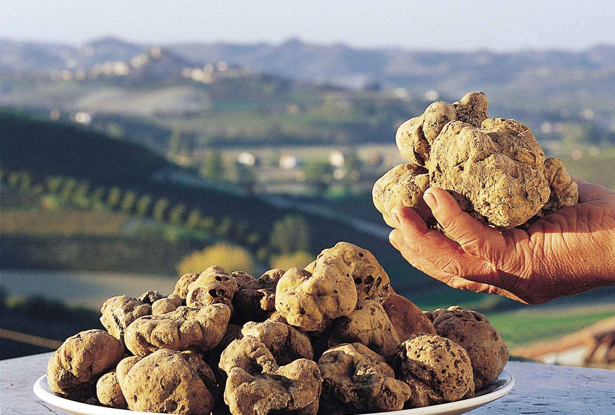 White Truffle Season