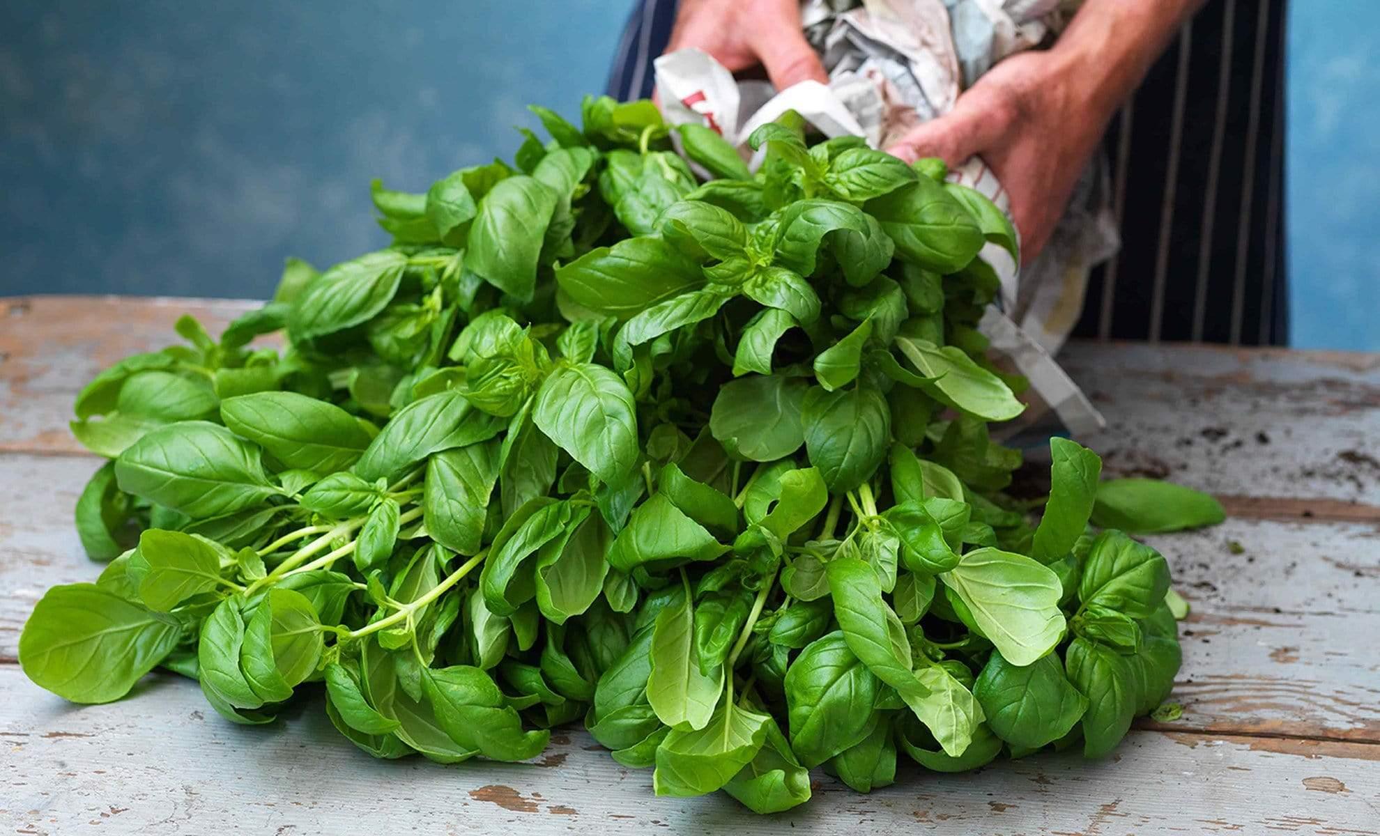 Organic Pesto - Sacla'