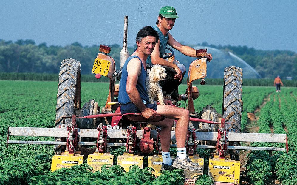 Amateis_brothers_on_their_tractor_in_basil_field_copy_2 - Sacla'