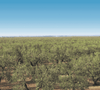 In_the_olive_groves-min - Sacla'