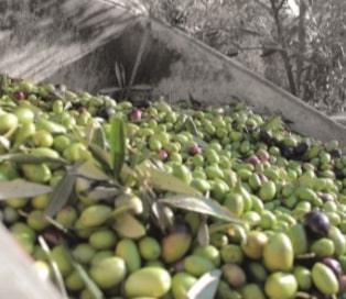 Lamantea_header_image - Sacla'
